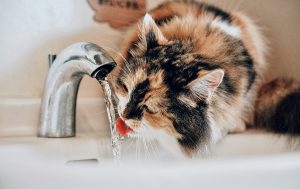 گربه در حال نوشیدن آب